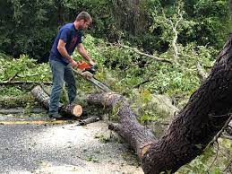 Trusted Renovo, PA Tree Services Experts